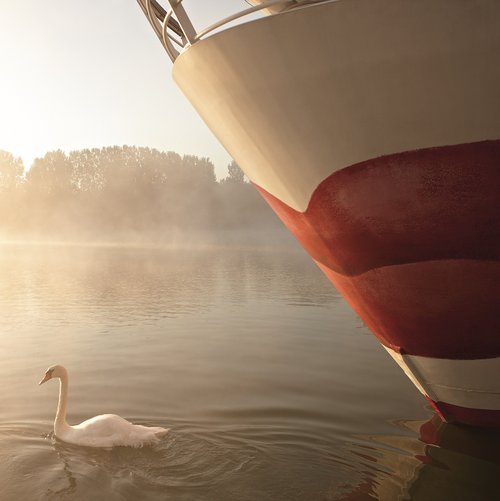Two swans swim in front of the bow of an A-ROSA ship on the misty river in the early morning, as the sun rises on the horizon and bathes the water in gentle light.